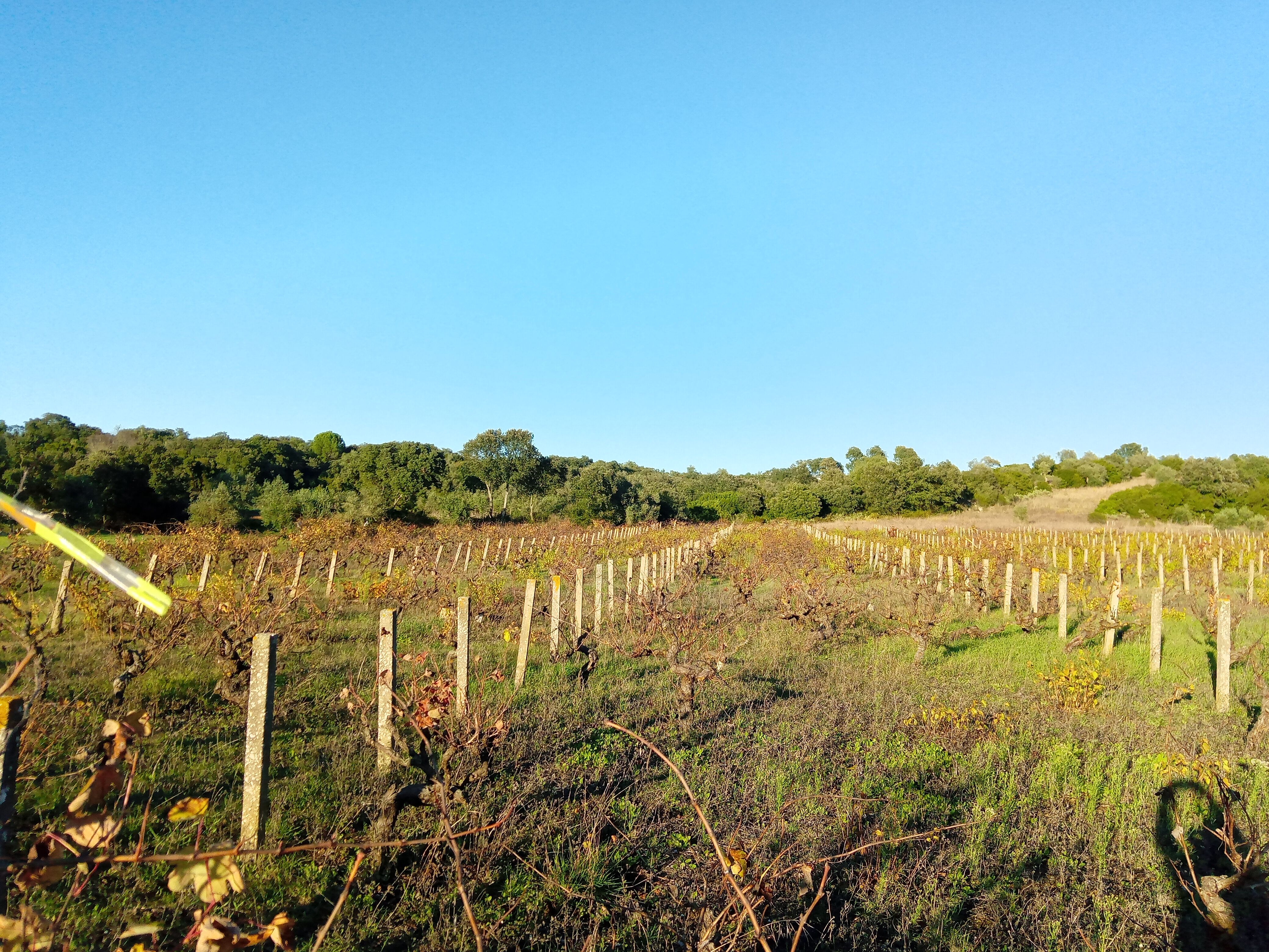 Terreno de semeadura, com oliveiras e outras árvores