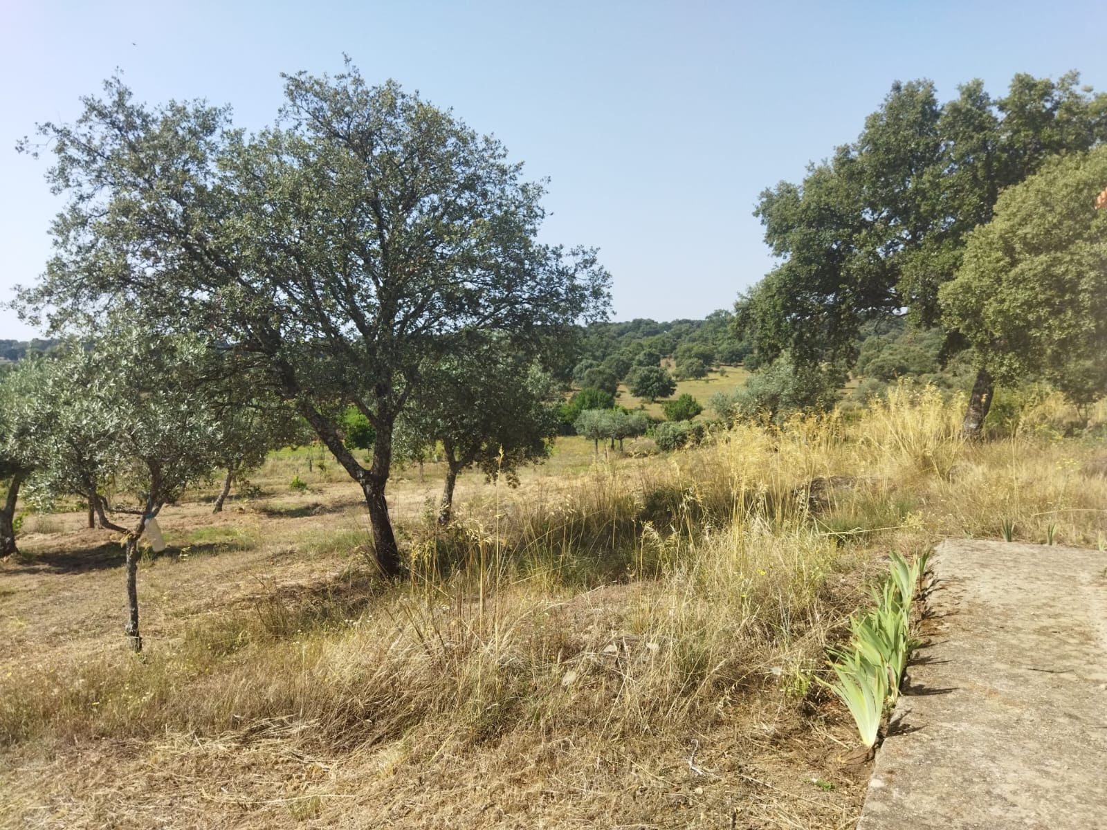 Terreno com olival tradicional | Escalos de Baixo, Castelo Branco